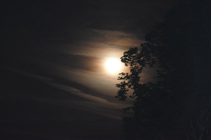 Moonlit Magic